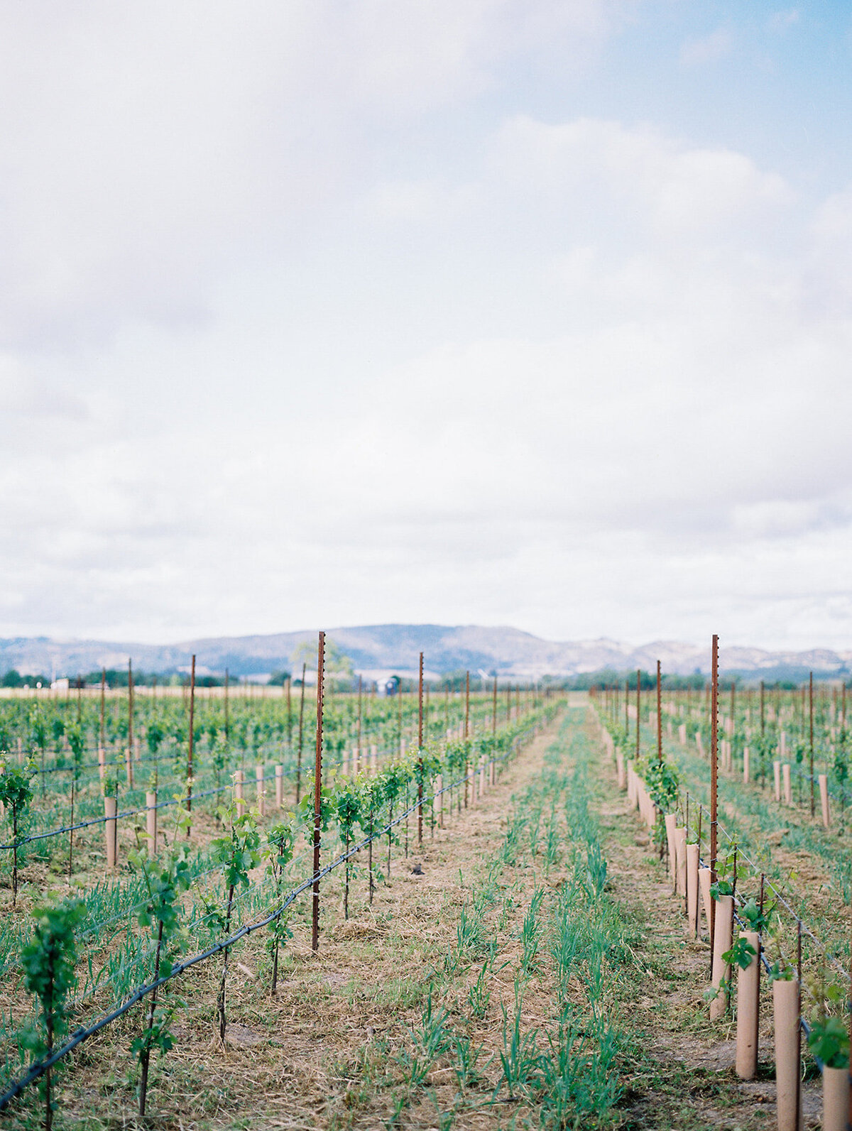 Luxury-Wedding-The-Barn-at-Harrow-Cellars-Sonoma-CA175