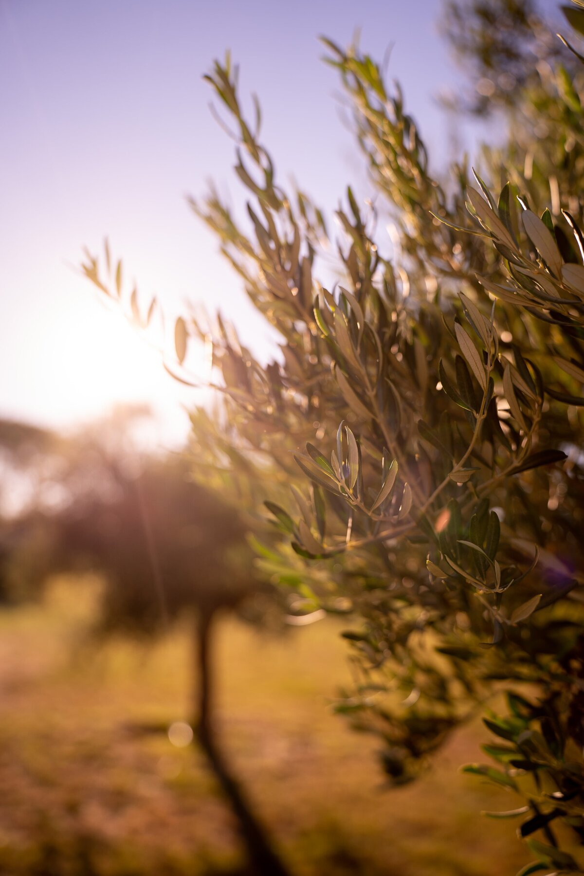 Mouries wedding provence photographer