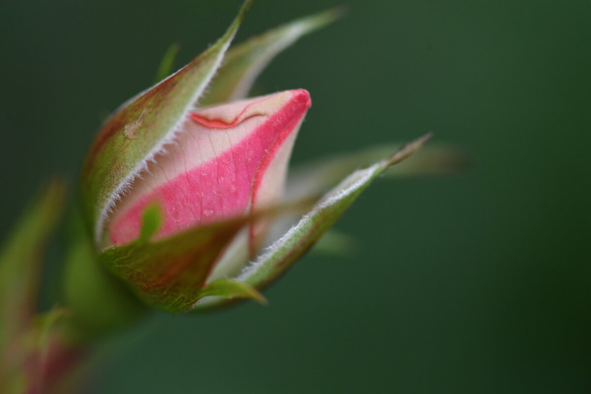 July garden - 317