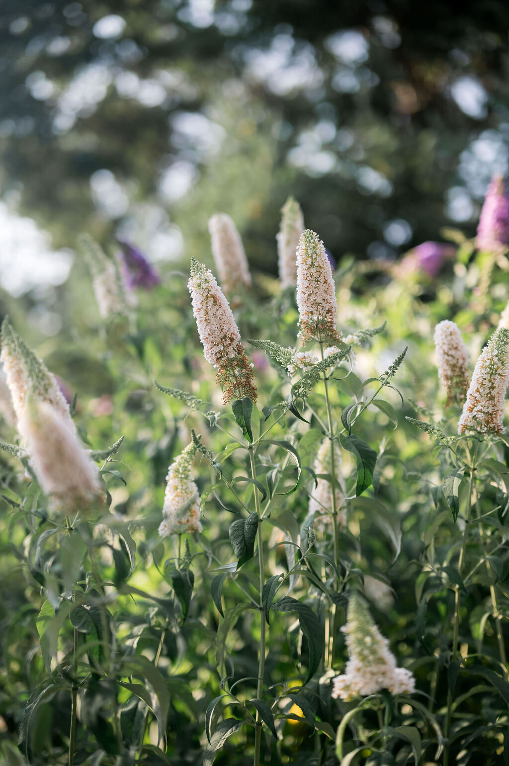 Shelter-Island-Wedding-Planner-Tented-Wedding-2