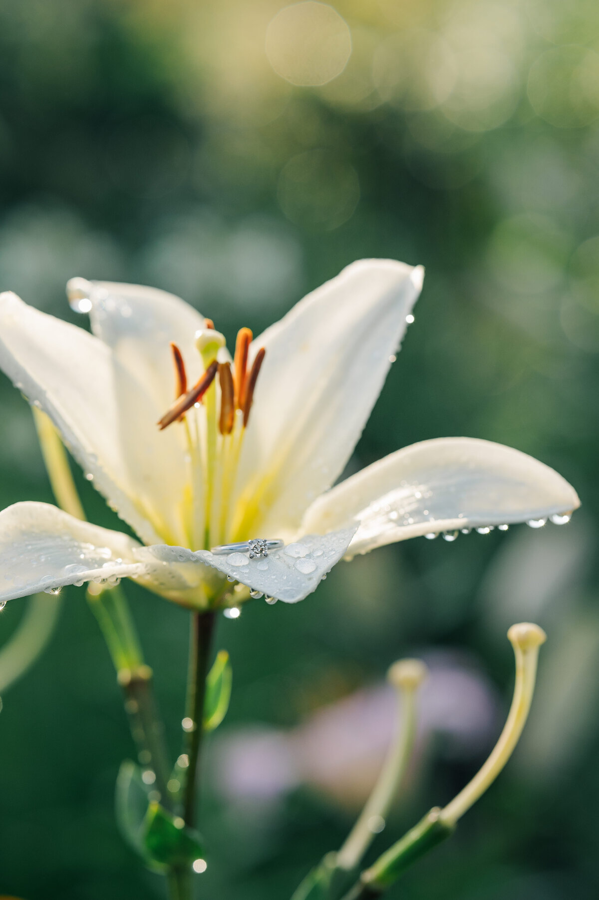 abby_ian_engagement_reynolda_gardens_ejp-189