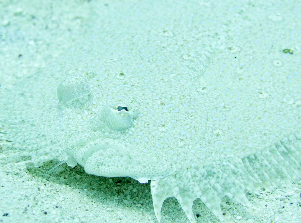 Barbados_2017_750