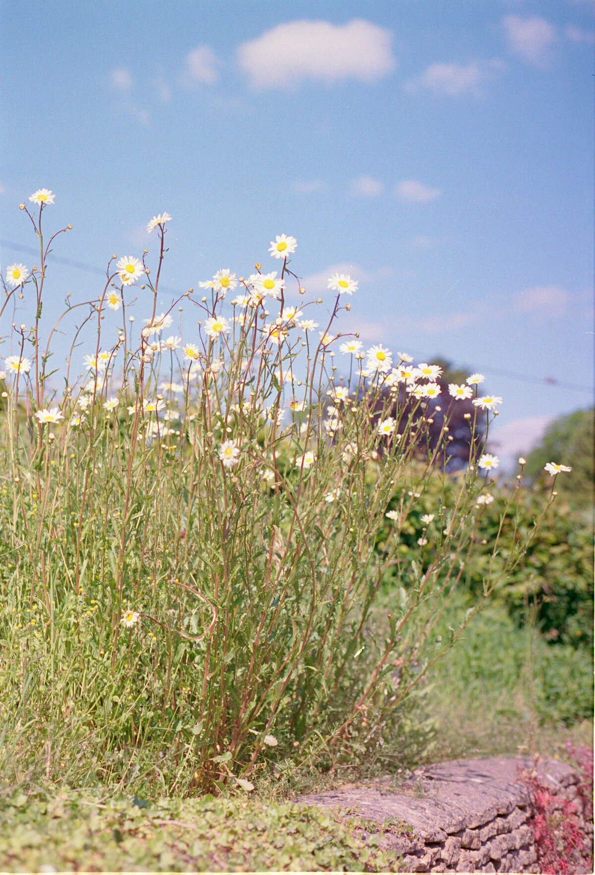 The Cotswolds on 35mm film