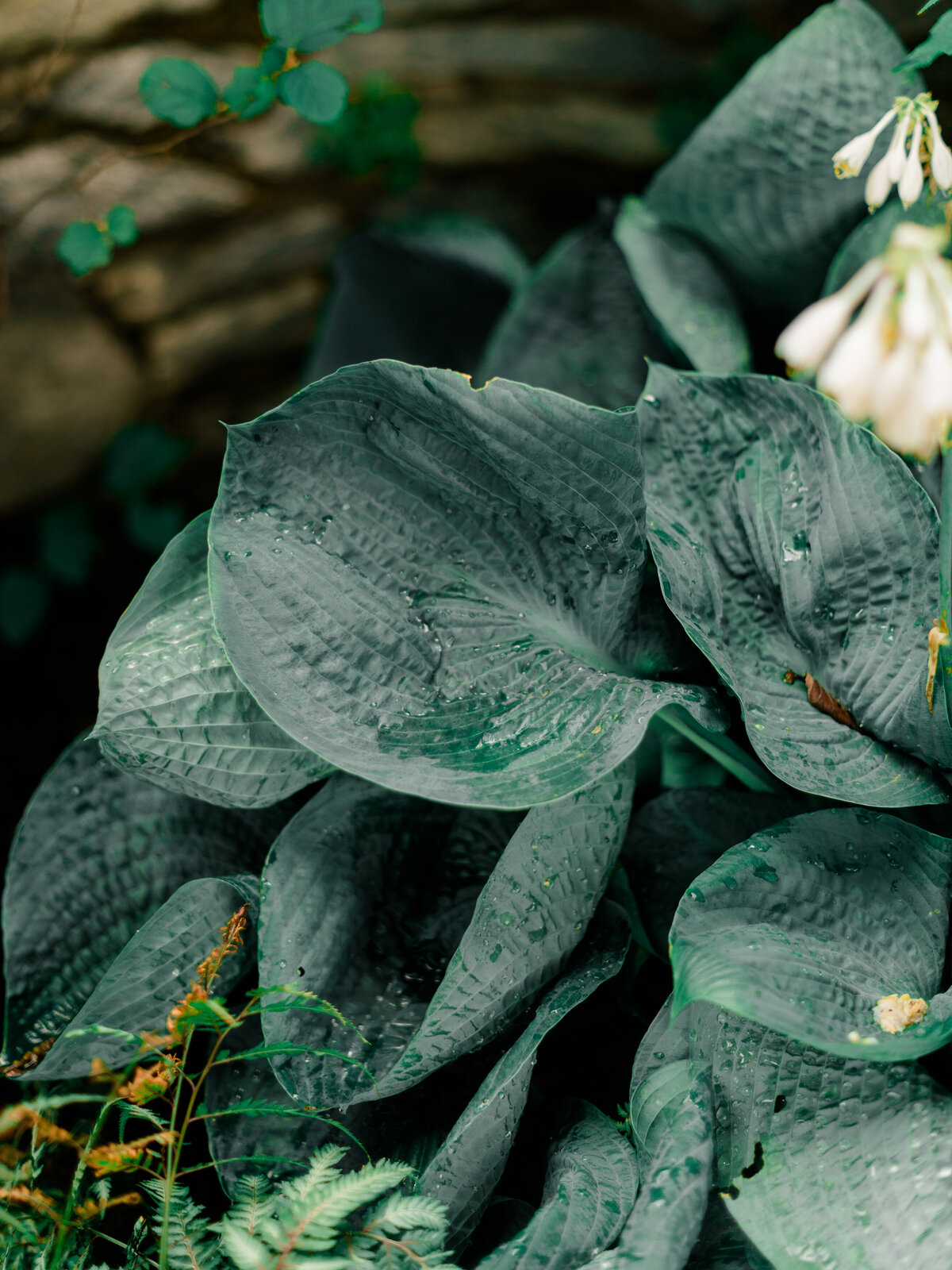 A close-up of dew-covered hosta leaves reveals their rich texture and deep green tones, accented by soft white blooms and delicate ferns. Captured in the gardens of Cairnwood Estate by Elizabeth Kane Photography, a Luxury Philadelphia Wedding Photographer.