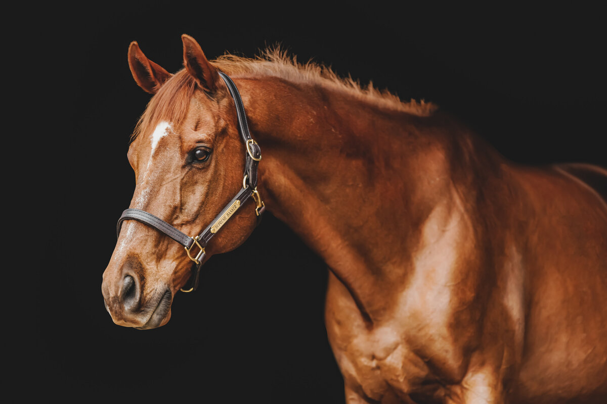097A1481-2-Edit
