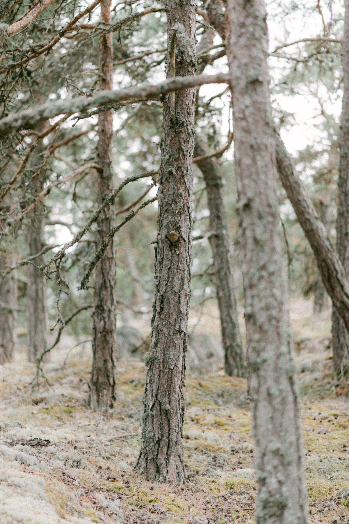 Pines in a forest by Airisniemi manor  in Finland.