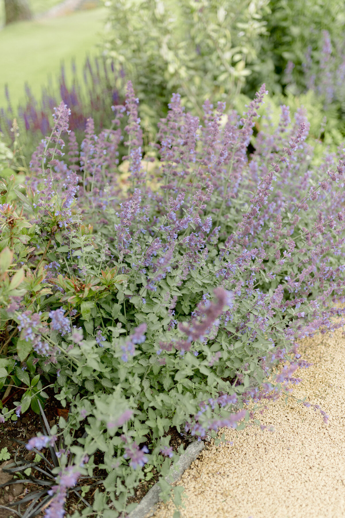 Lavender in the grounds on a Gleneagles wedding day, image by luxury fine art wedding photographer Scotland, Jill Cherry Porter.