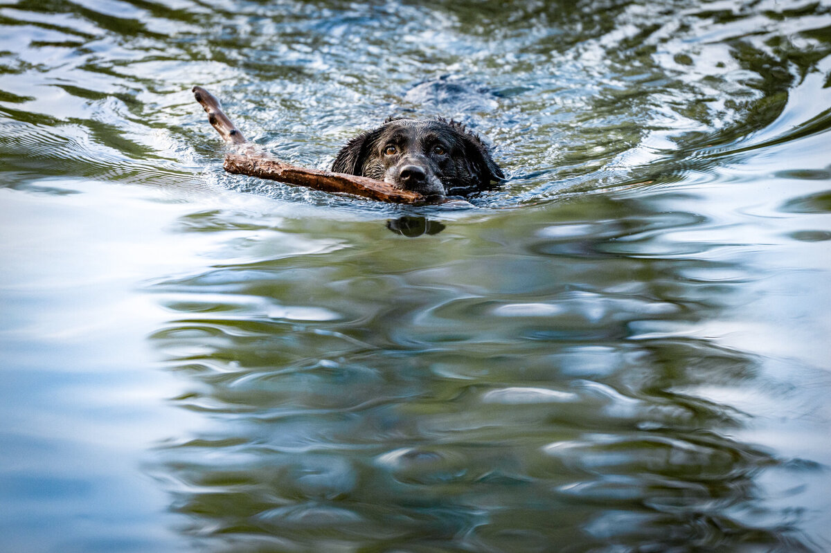 Folsom-CA -pet- photography