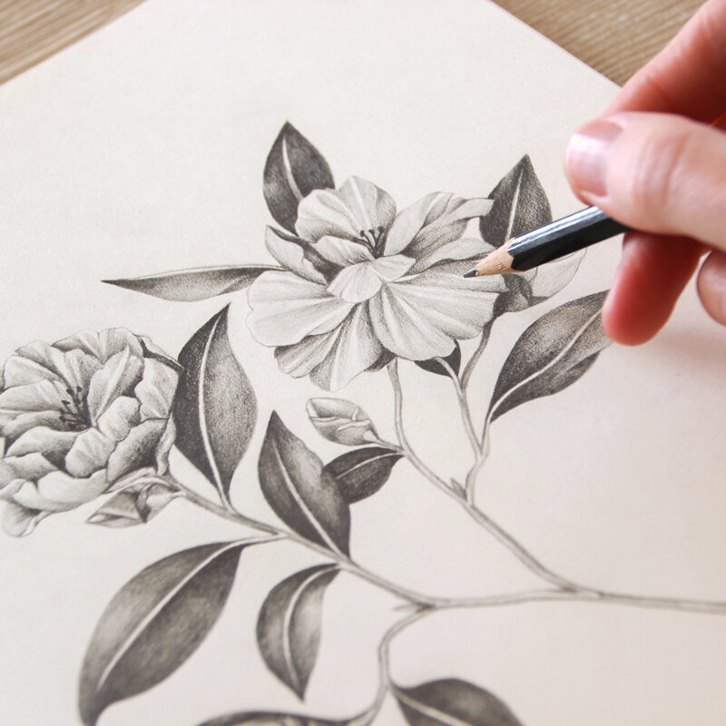 black and white pencil sketch of camellia flowers