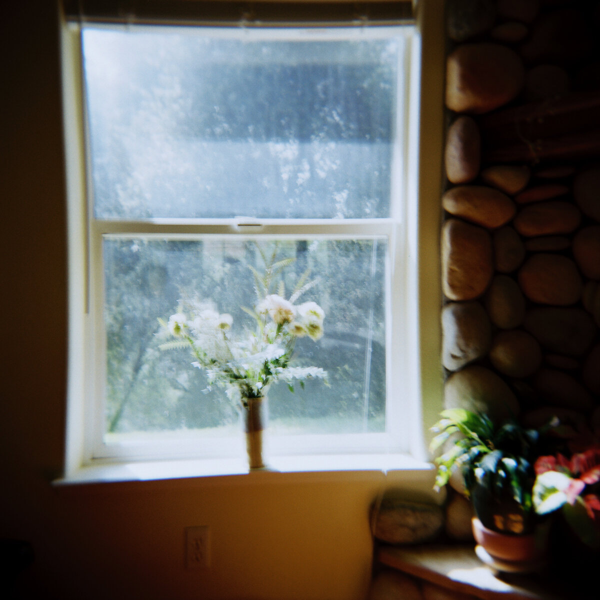 Light streaming through a window onto flowers, captured on film with a Holga camera by Kate Winters Photography, highlighting a dreamy and authentic moment in a documentary style.