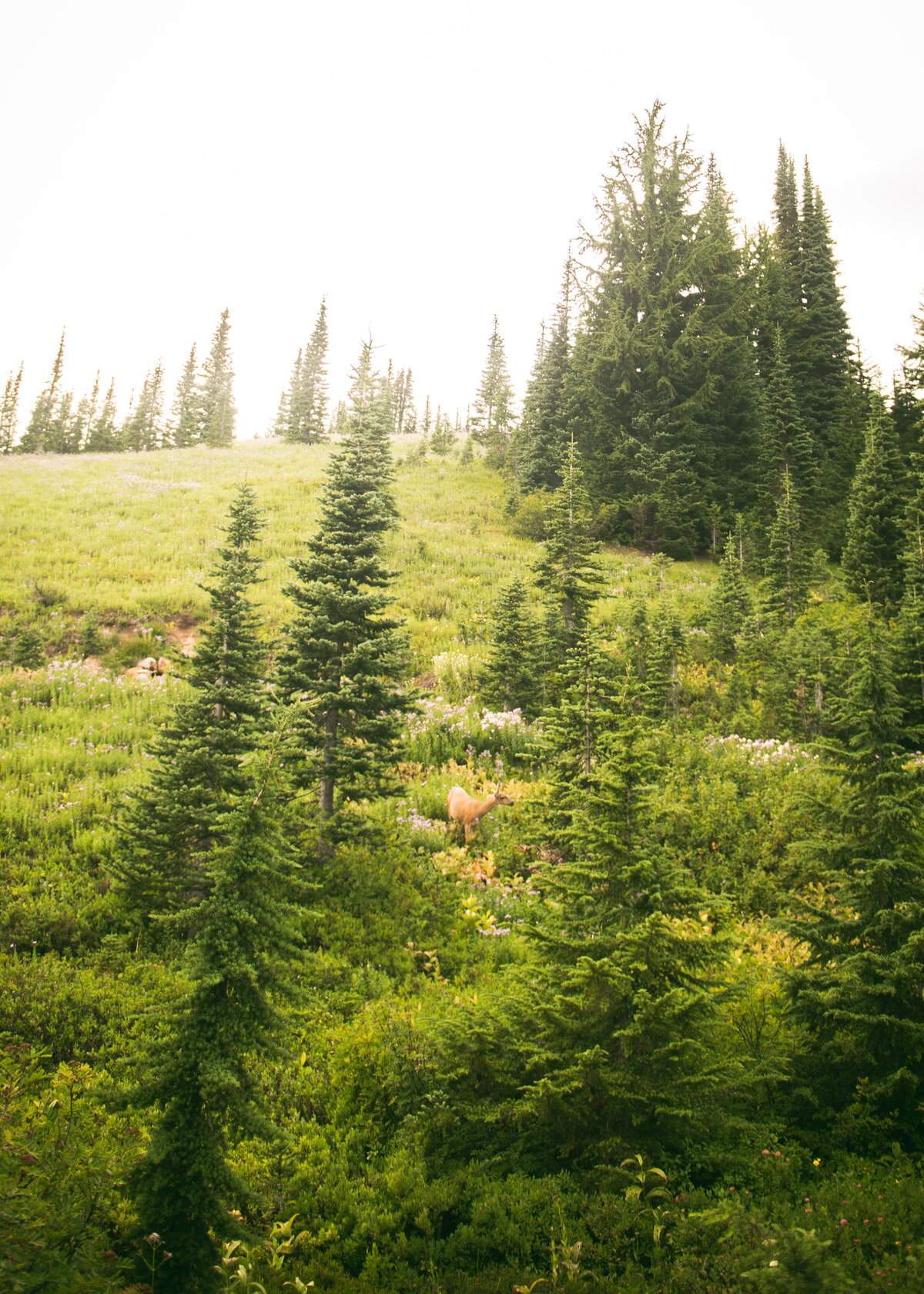 Deer Dreamy Photo in Forest