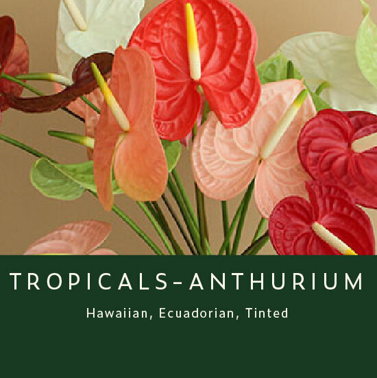 Tropicals-Anthurium