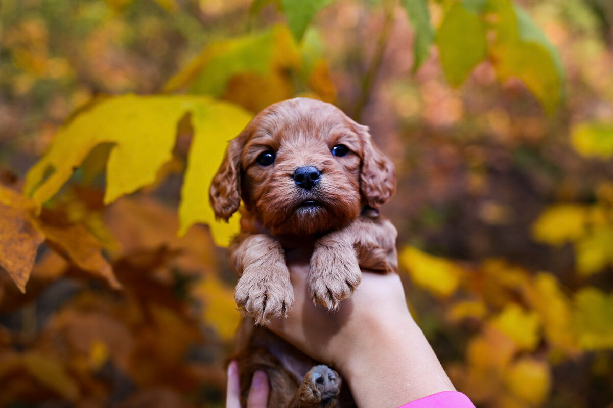 Heavenly Puppies to Love Cavapoo, Cockapoo, and Maltipoo Puppies Photo Oct 11 2023, 2 47 00 PM74