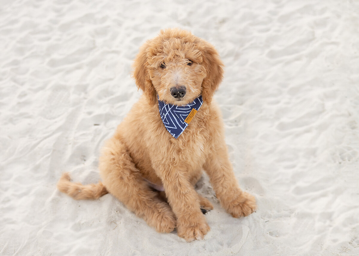 st simons island family dog photographer