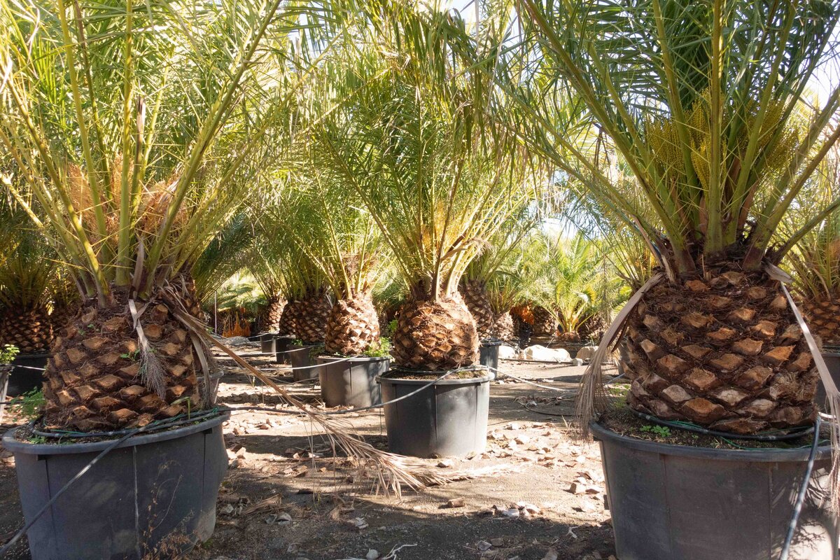 Horus paysages_sourcing_plante méditerranéenne-17