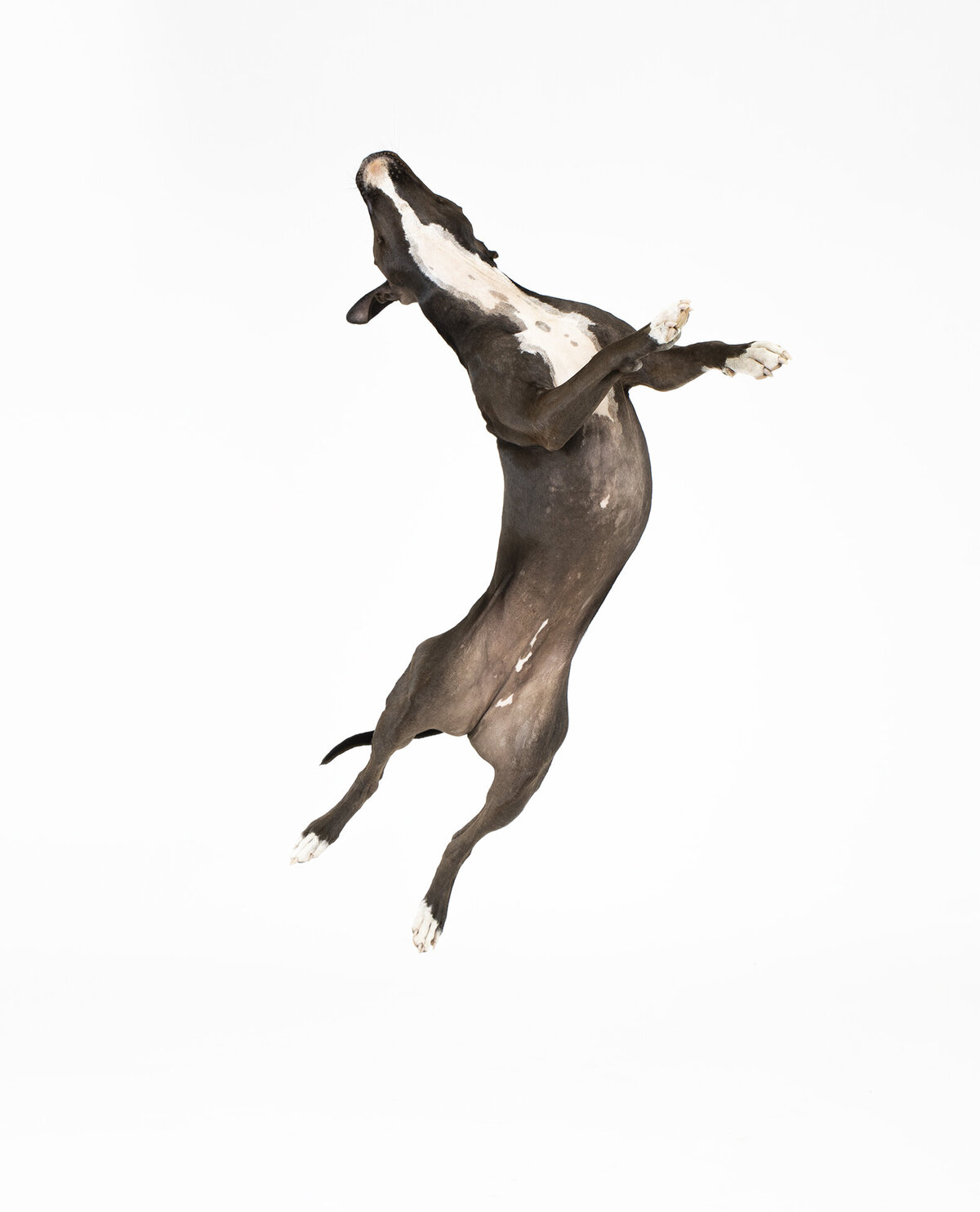 branding pet pohtographer 7 copy