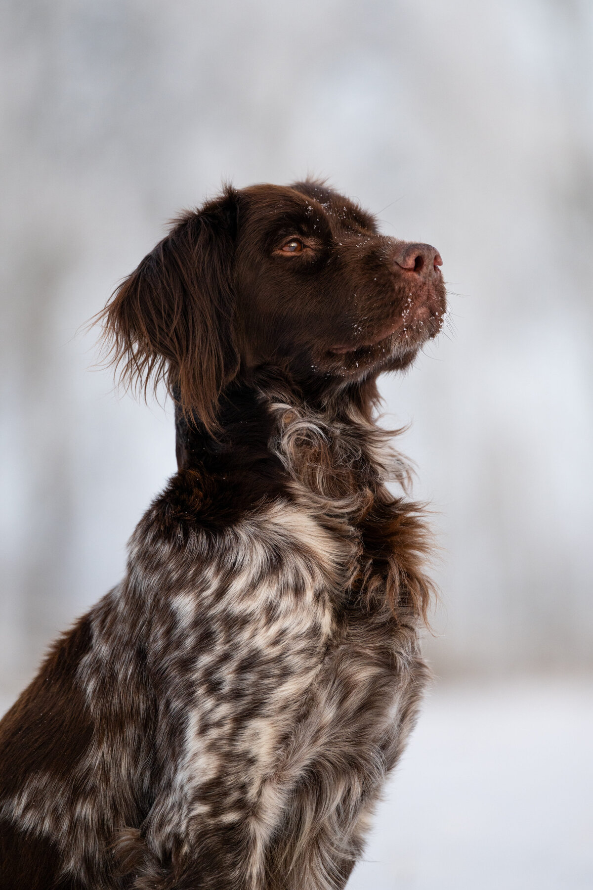 Hundefoto-Kleine-Münsterländer-Hunde-Bilder-Mannheim