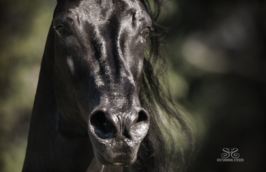 stunning-steeds-photo-black-stallion-face