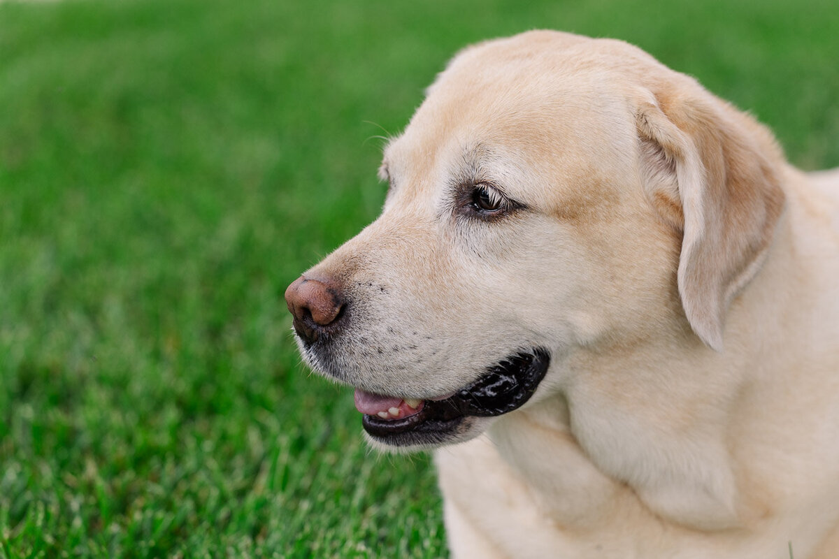 yellow-labrador-head-looking-left-14797