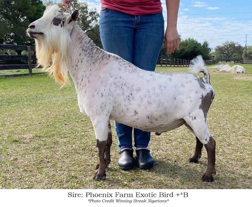 sire