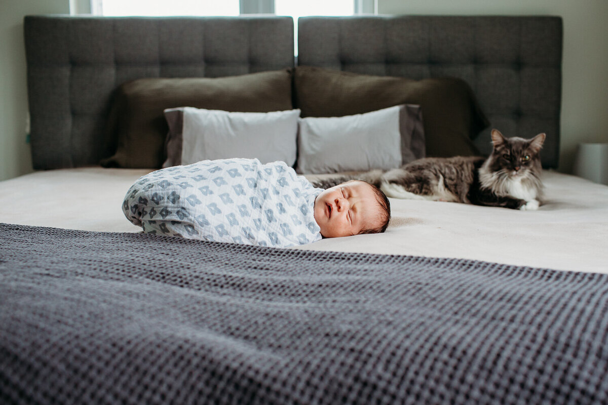 newborn baby girl on bed with pet cat