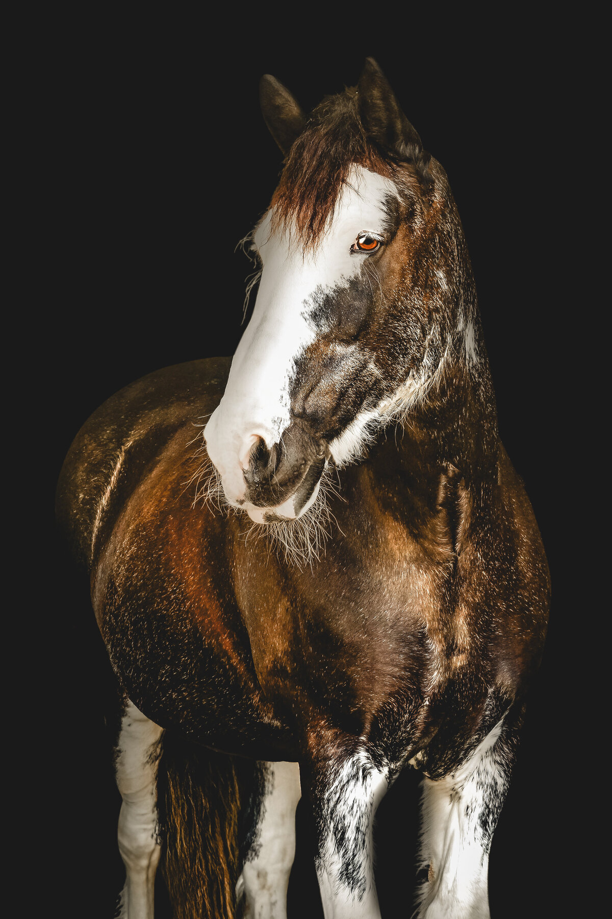 Maggie | Black Background Horse Photography  | JGP Equine