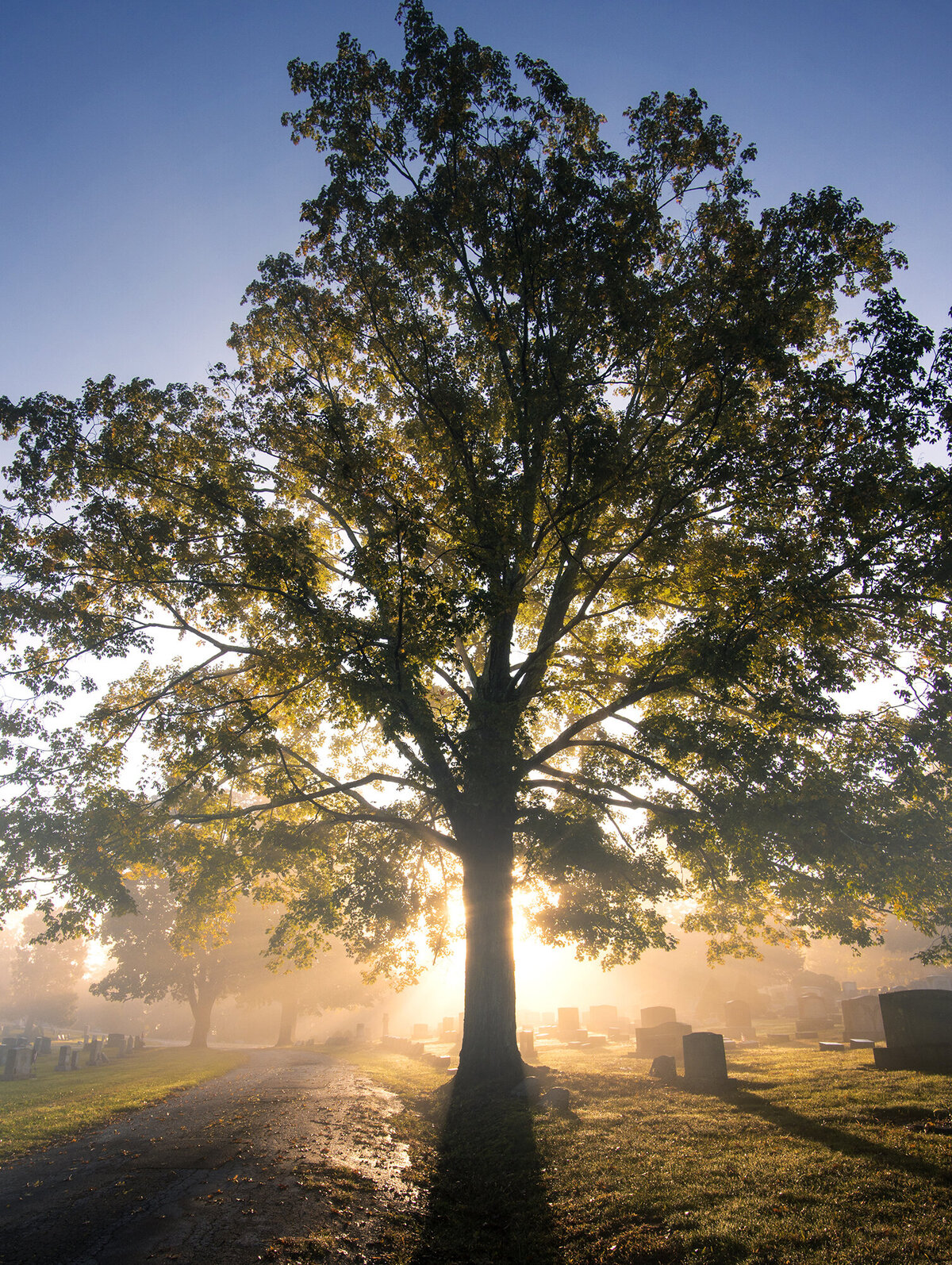 Tree_of_Life_web