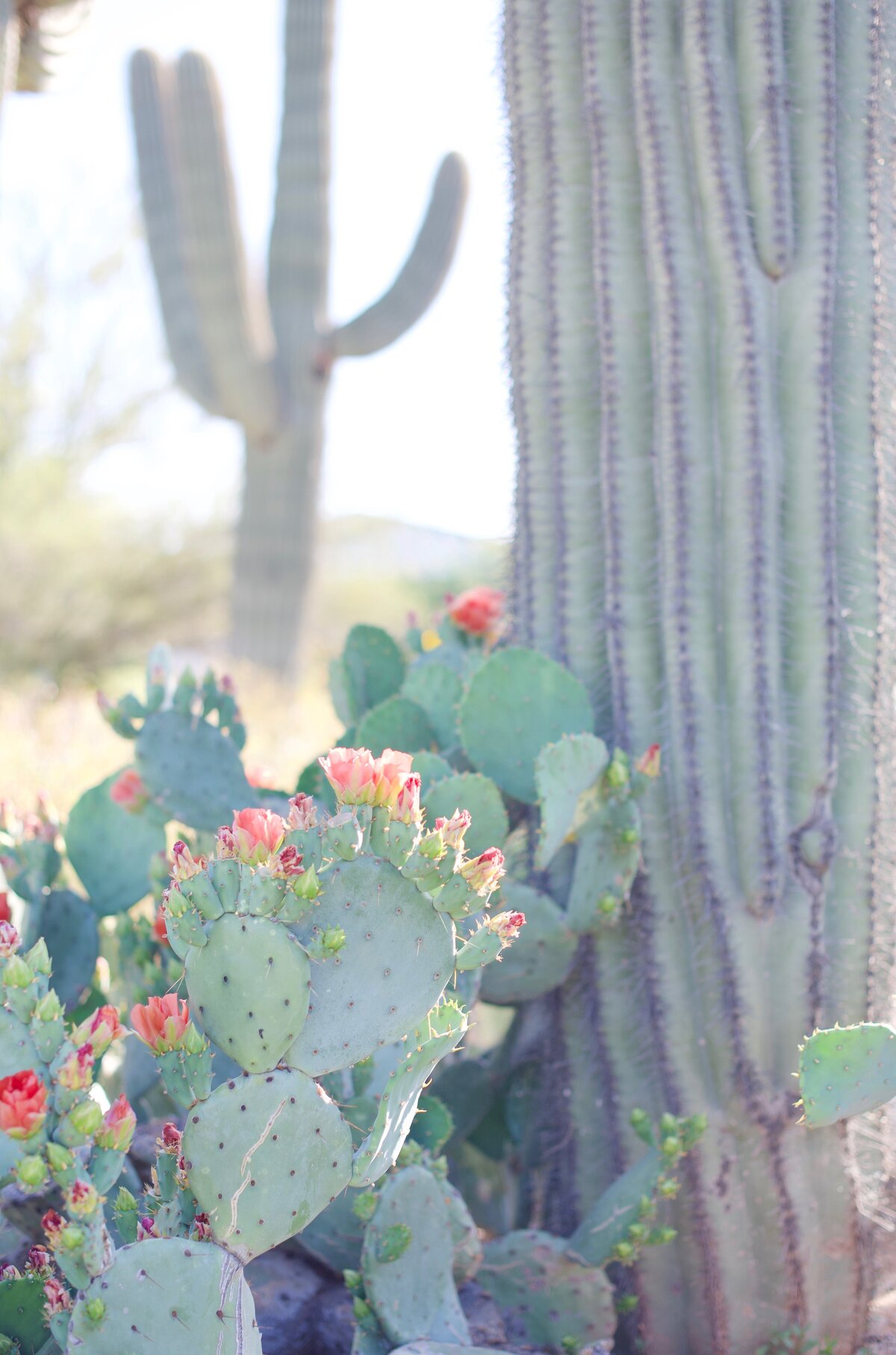 green and pink cactus