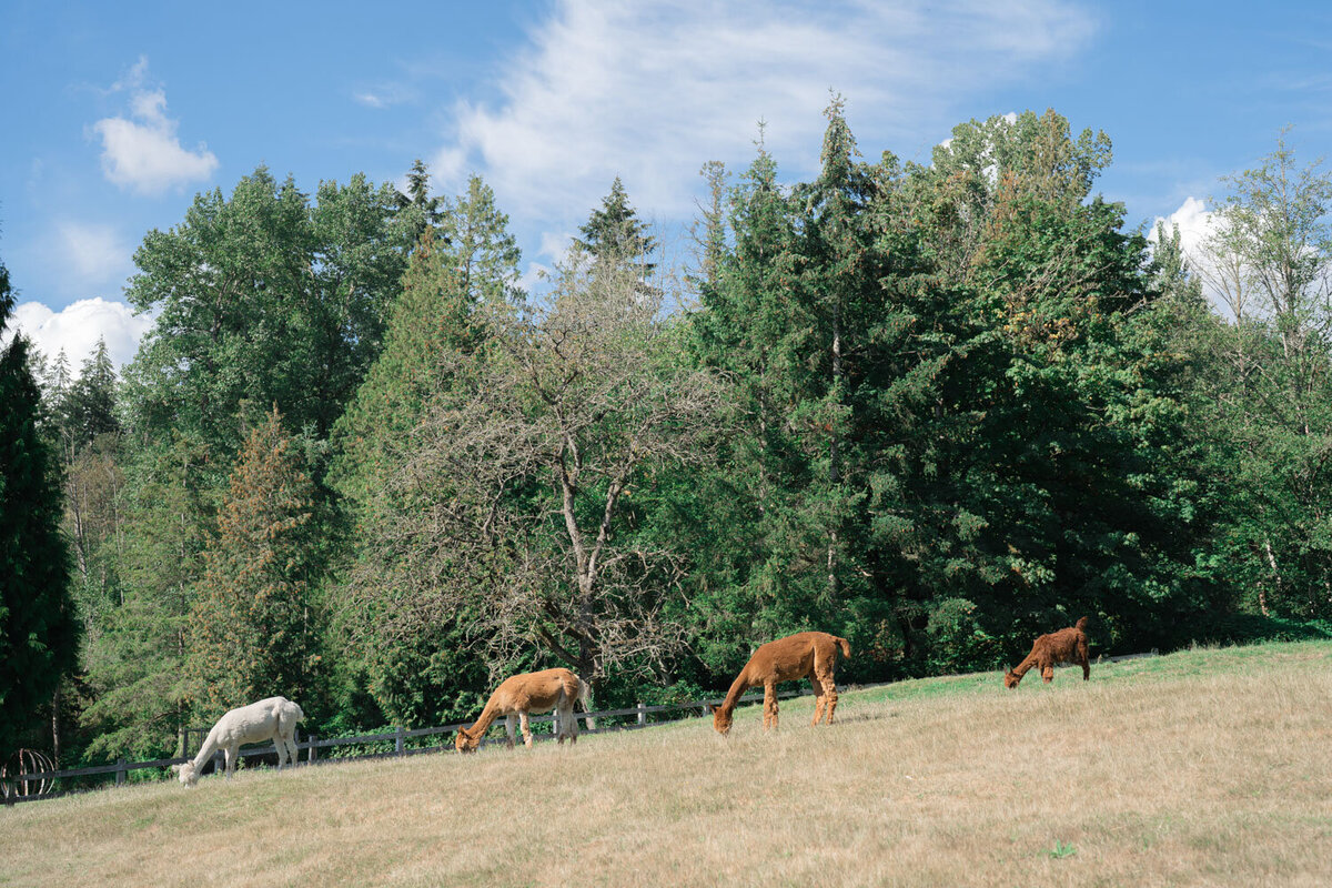 Group of alpacas walking under the shade on a farm