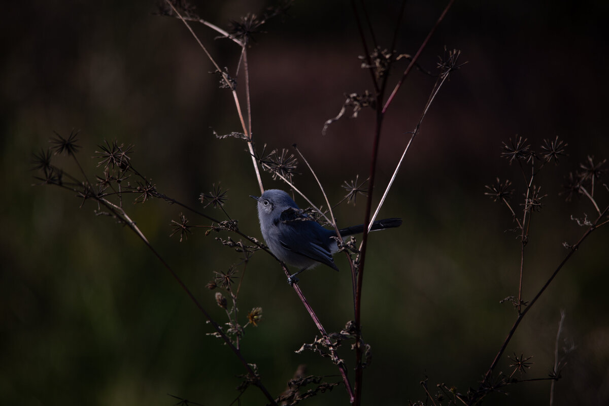 Pajarito Increible