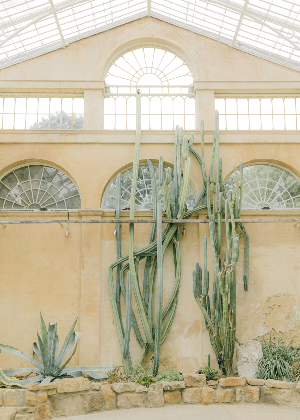 chloe-winstanley-weddings-syon-park-greenhouse-cactus