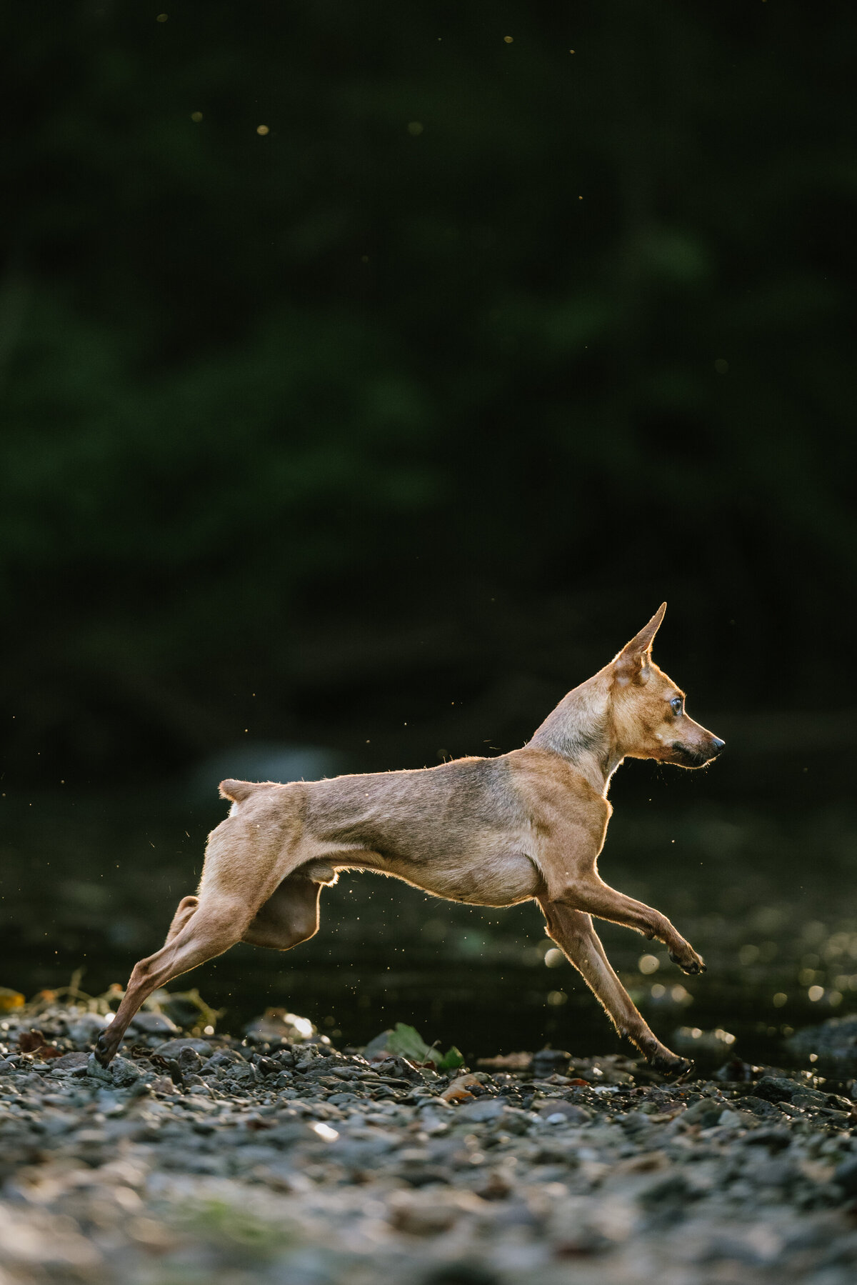 running-dog-photography-session