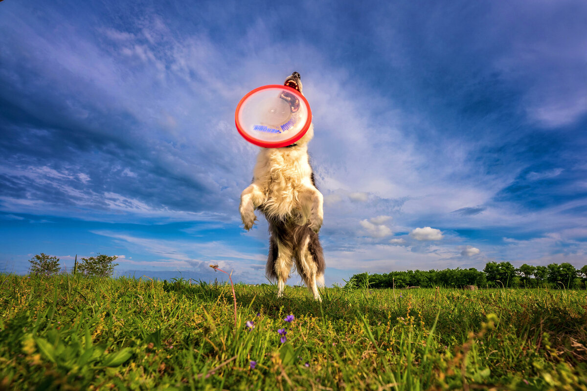 Wide angle photo of a Border Collie leaping toward the camera to catch a frisbee.