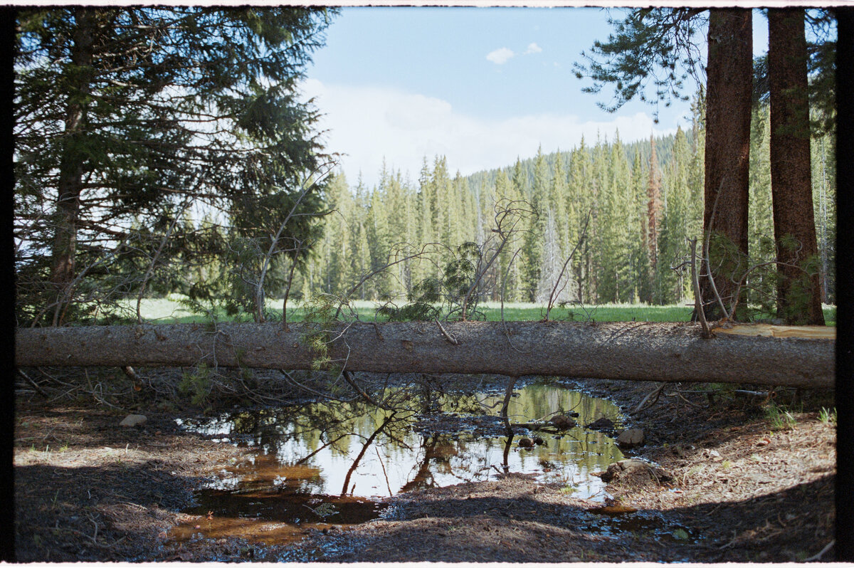 CB, WG Fallen Tree