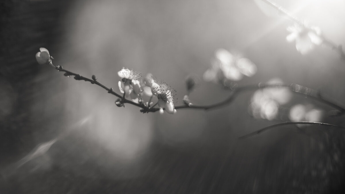 fine_art_photographer _069