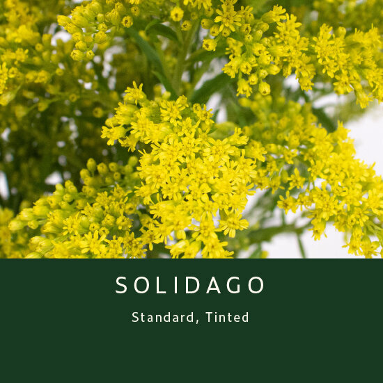 Solidago