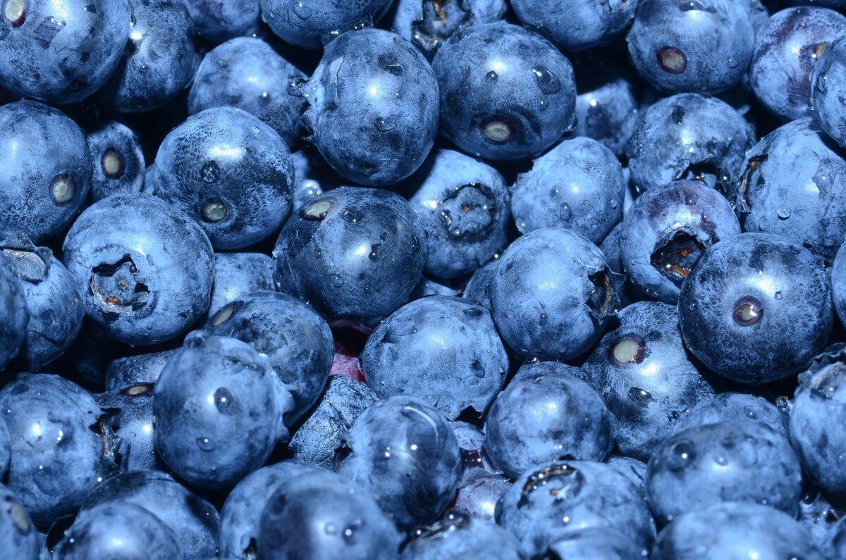 Close up of blueberries