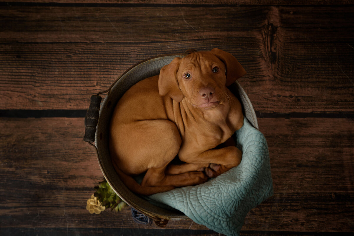 Adorable red male Vizsla puppy laying in bowl in front of a blue portrait background in my home studio near Green Bay, Wisconsin.