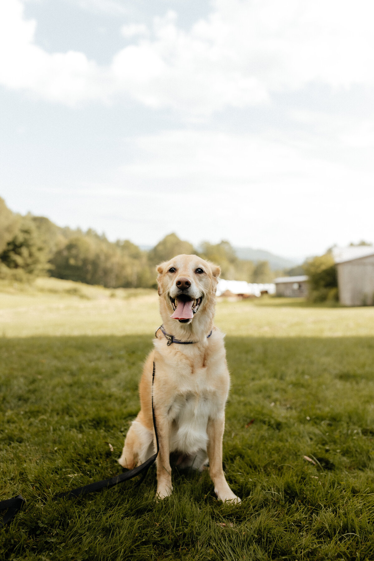 mundingerdogs_final-77