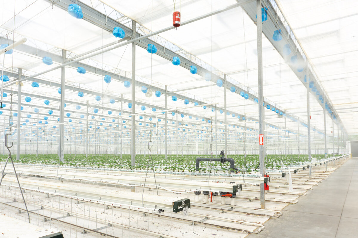 Nourse Farms Web Size-22