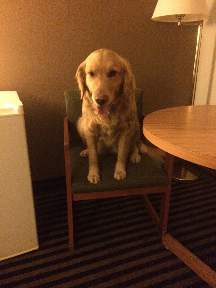 Appelgate-Golden-Retriever-Puppies-Molly-4