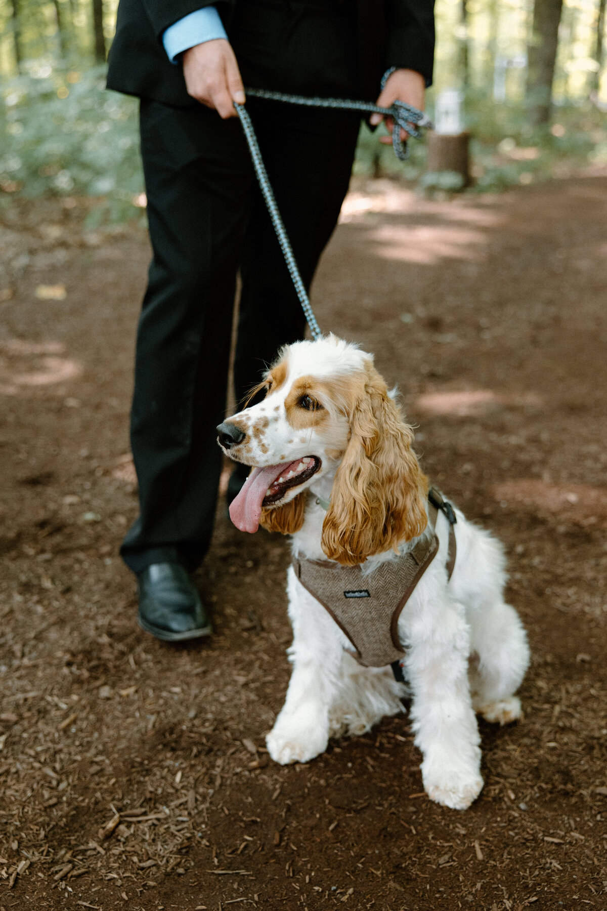 Close-up shot of the bride and groom's pet dog attending the wedding