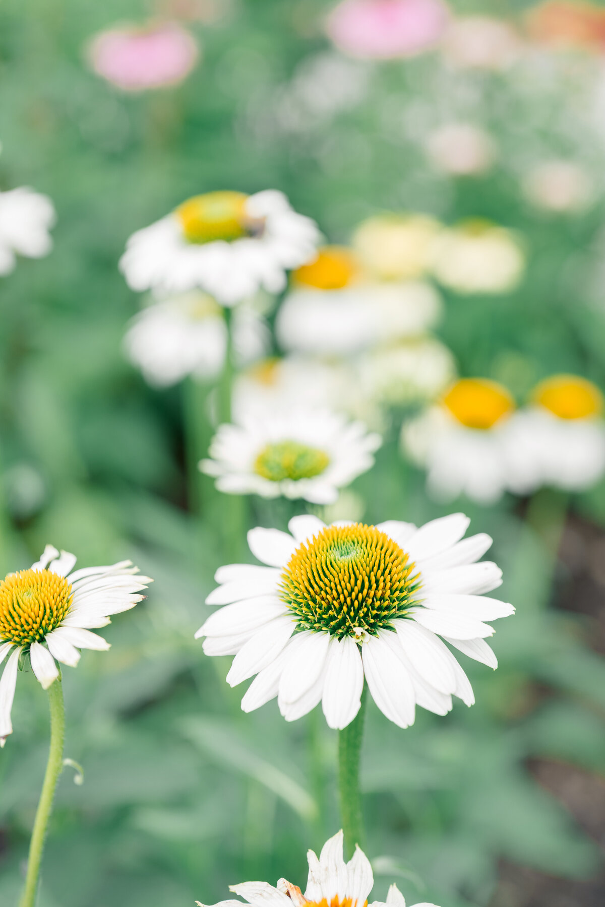 daisys-at-smith-farms-garden-ct-wedding-planner