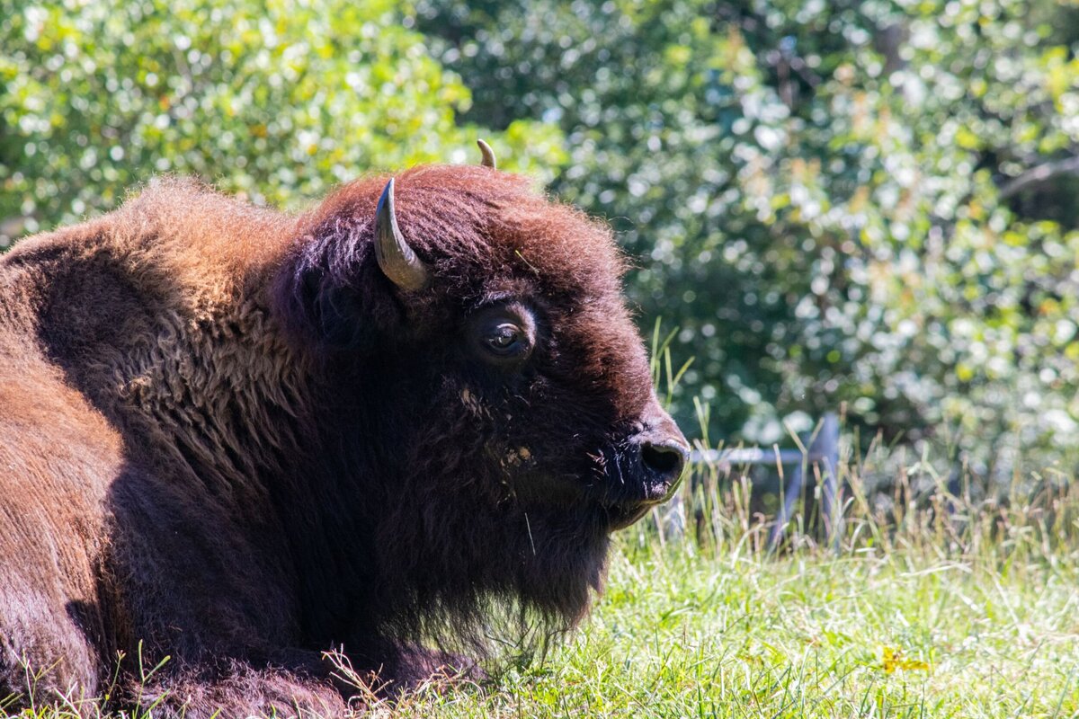 American_Bison-481cb60e-2500