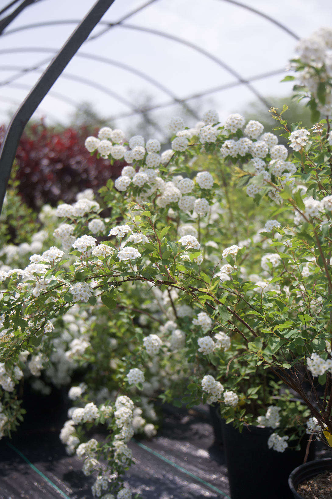 Screenshot 2025-07-18 at 8.08.34 AM