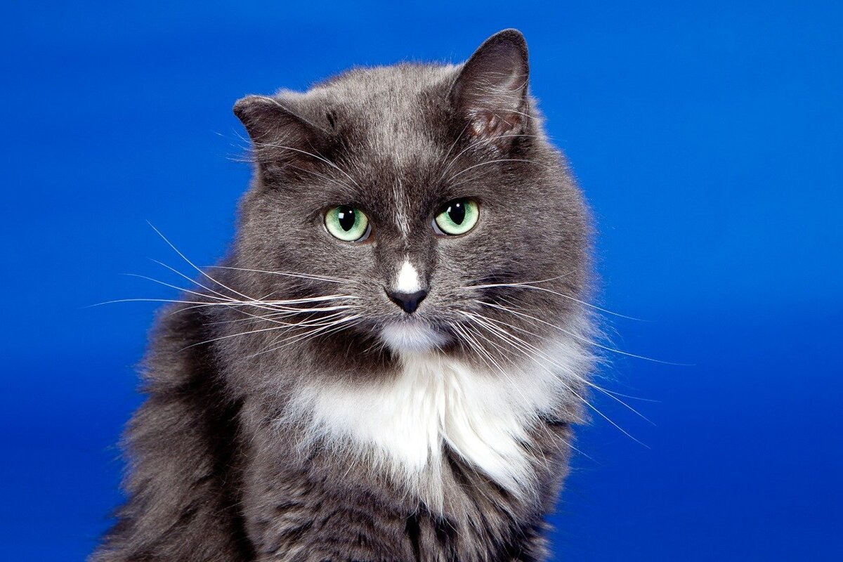 gray cat sits on blue background