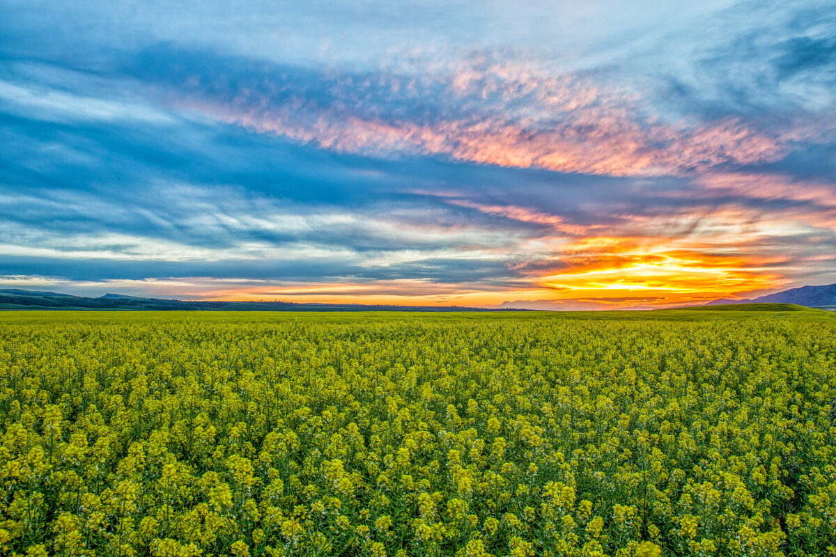2017-07-01-6695-mustard-field-antelope-flats