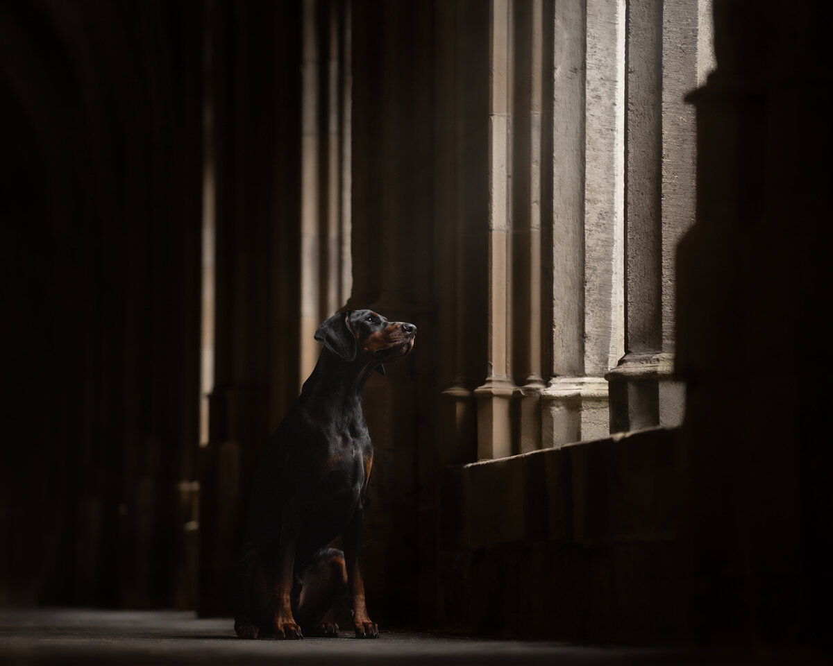 Finn.the.dobberman@Meraki.Fotografie-2