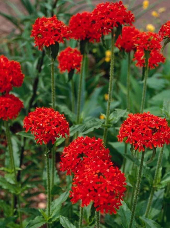 LYCH_0_lychnis_chalcedonica_plindtner_397_19.1491339785