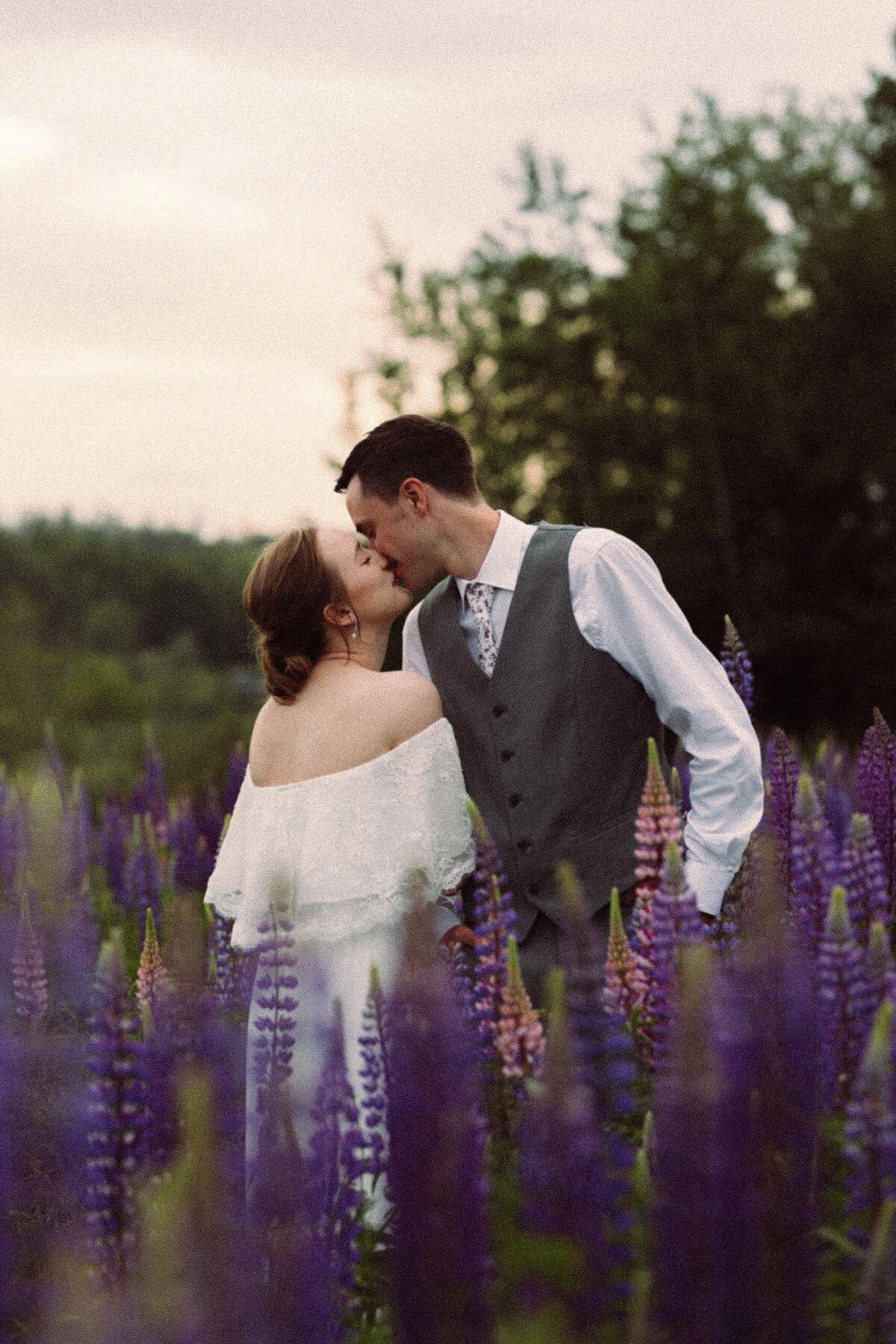 Viewing Lupines in Maine